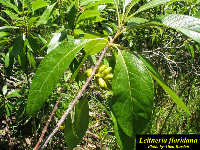   Leitneriales